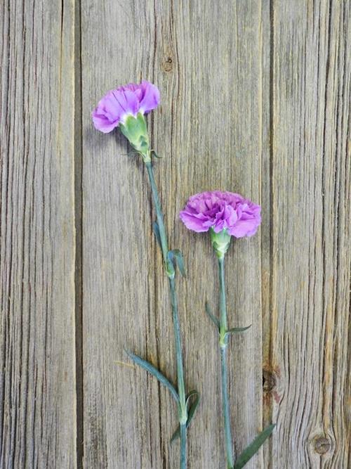 Wholesale Moonlite Purple Carnations Delivered Online FlowerFarm